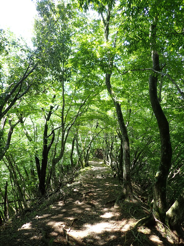 P5281705_mid.jpg