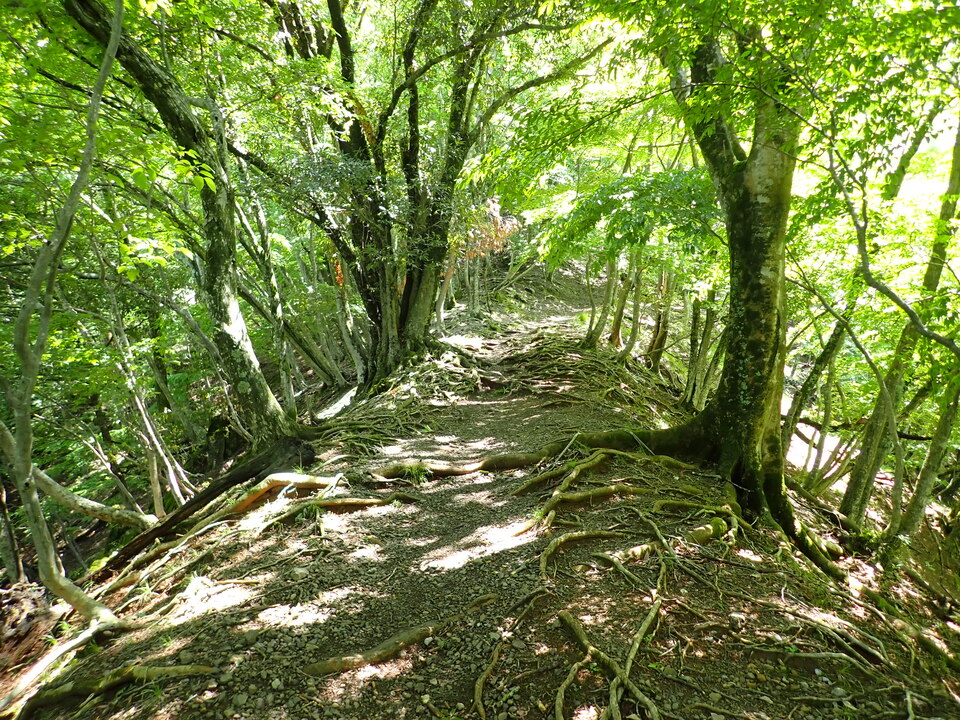 P5281706_mid.jpg