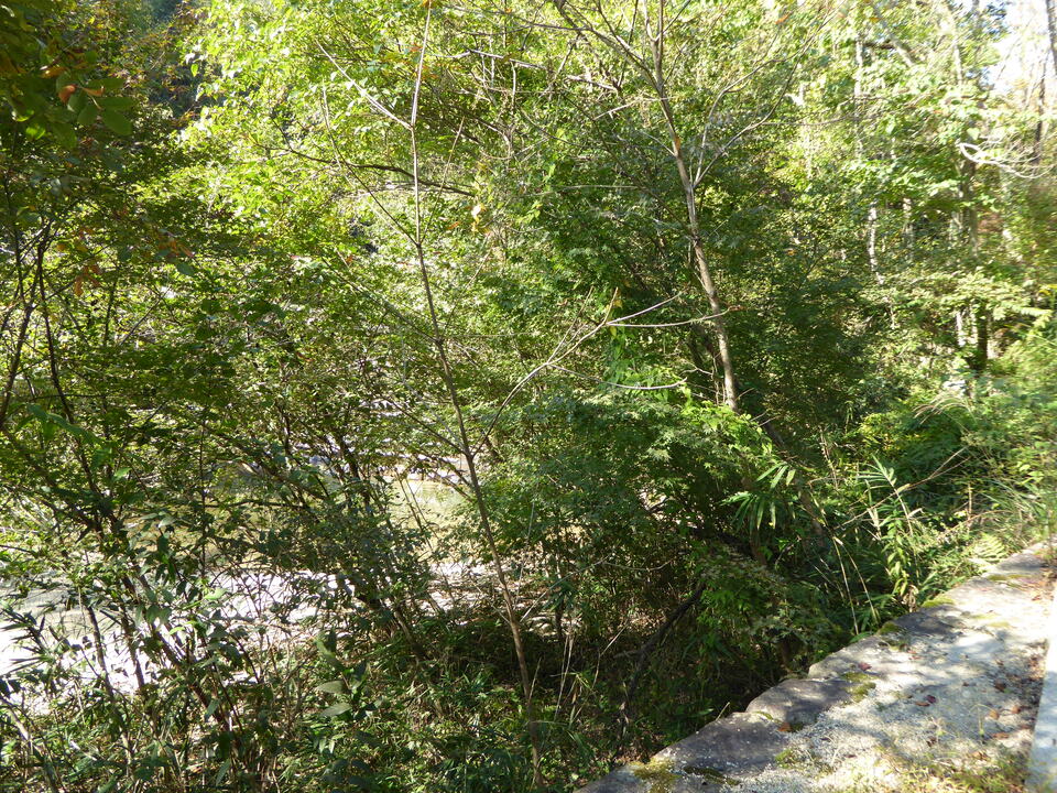 P1040590_mid.jpg