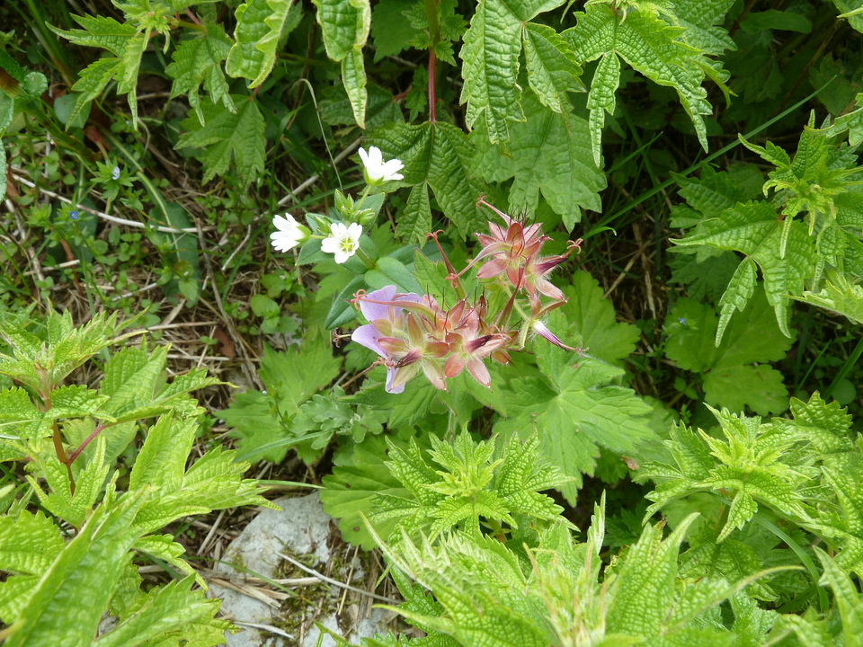 P1160508_mid.jpg