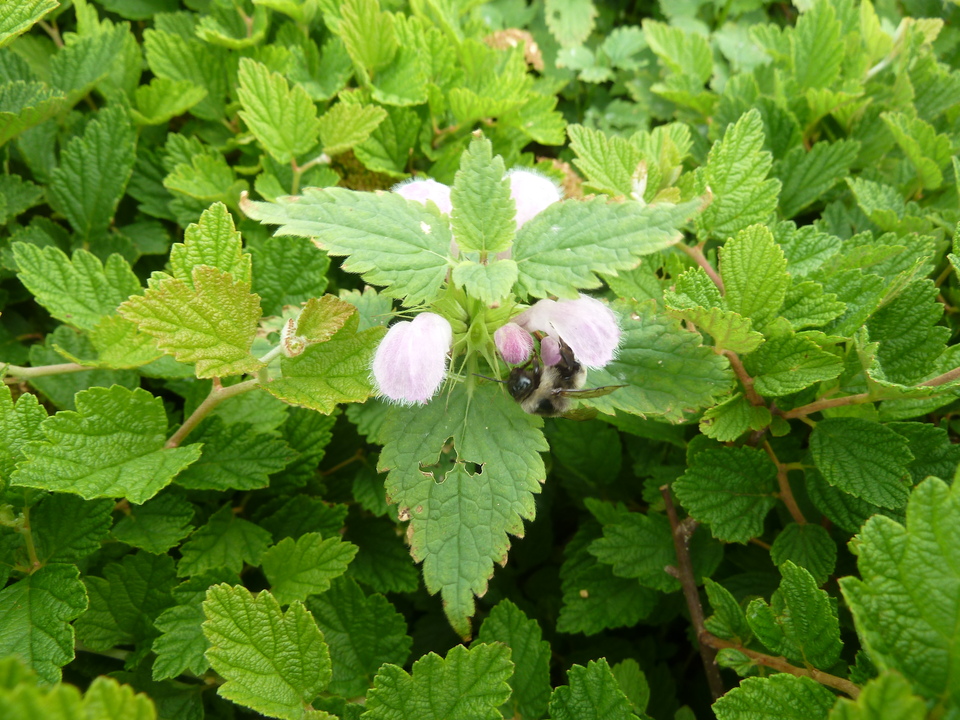 P1160527_mid.jpg