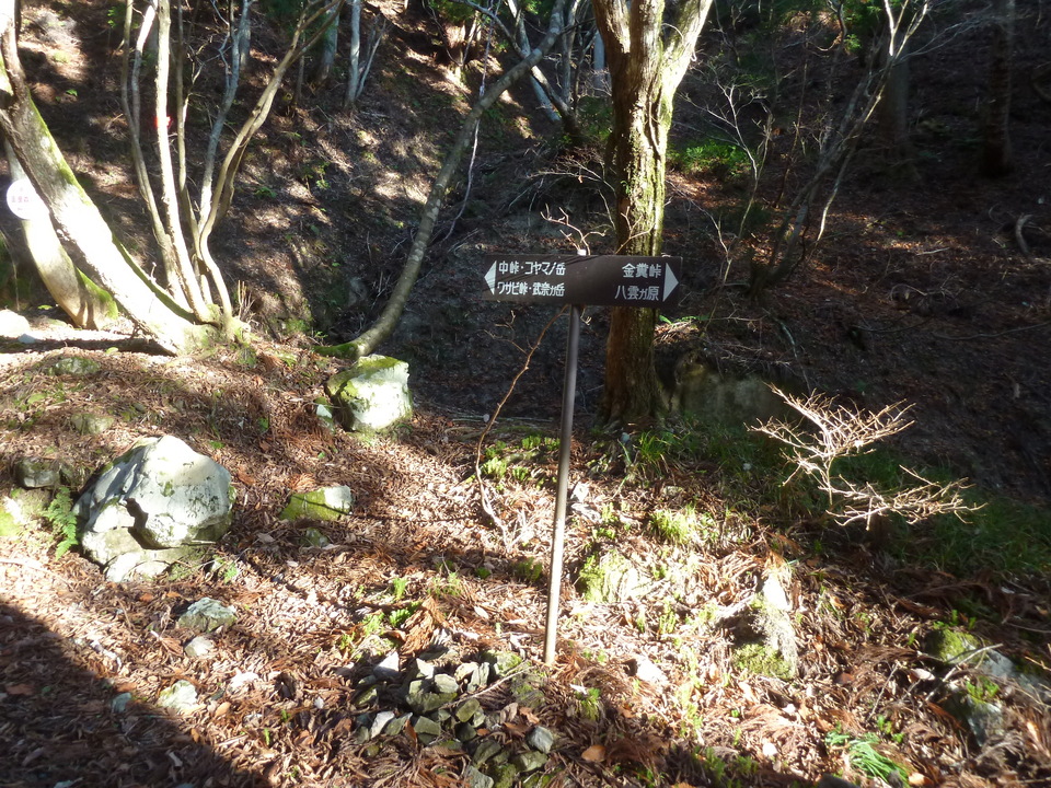 P1190461_mid.jpg