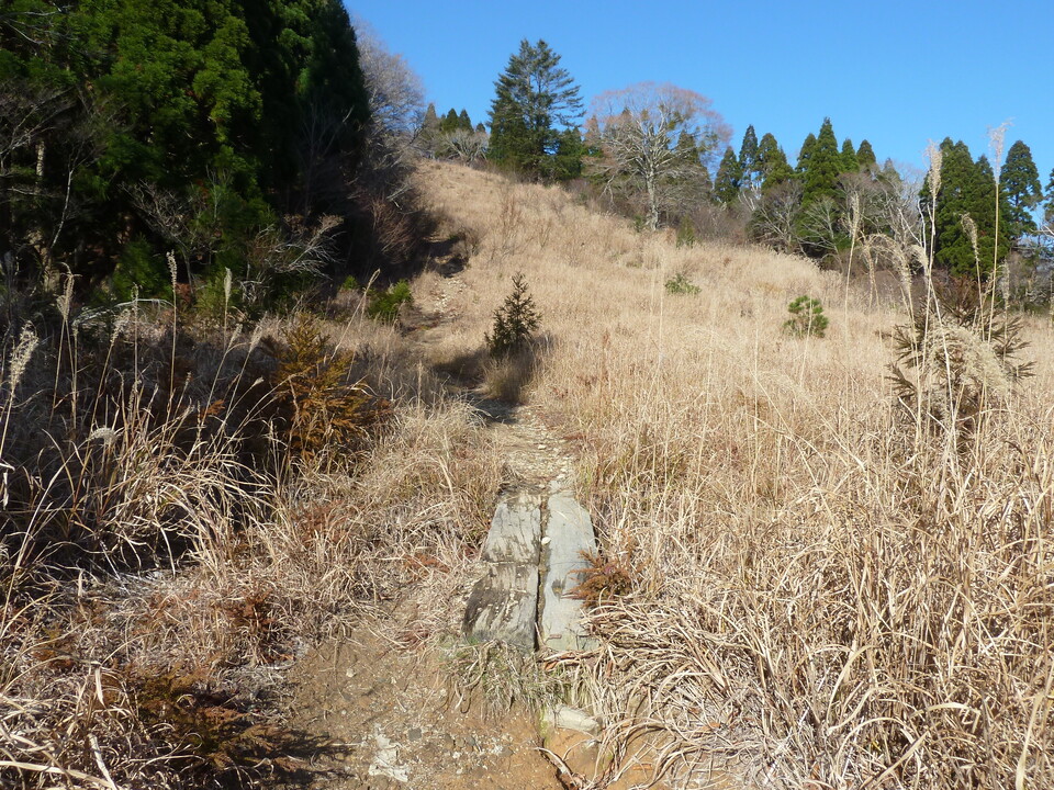P1190568_mid.jpg