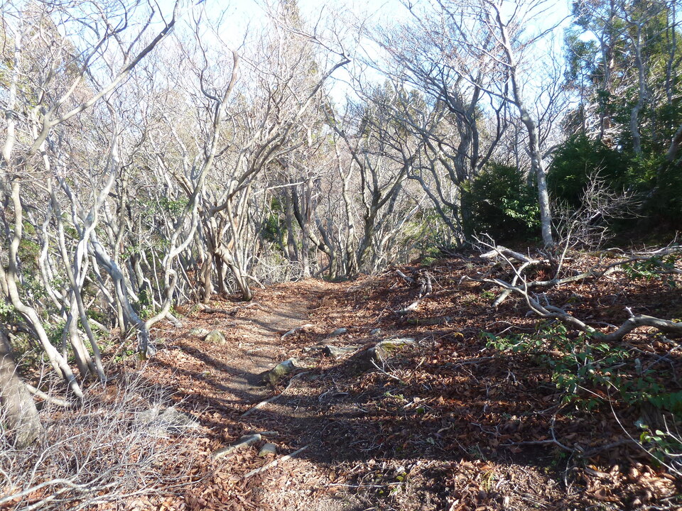 P1190610_mid.jpg