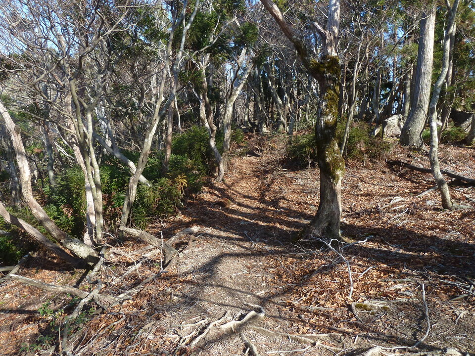 P1190614_mid.jpg