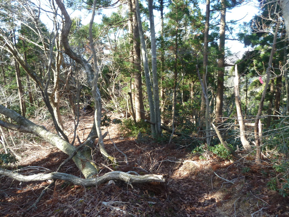 P1190645_mid.jpg