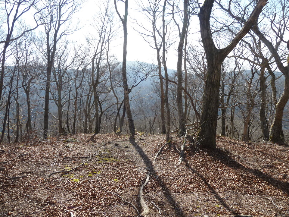 P1190748_mid.jpg