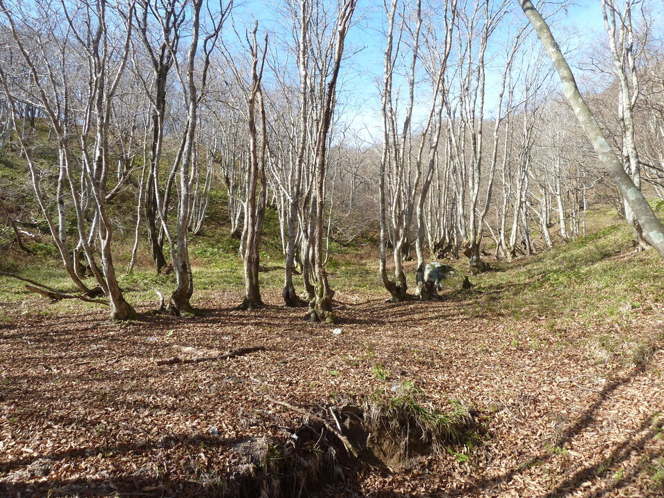 P1190755_mid.jpg