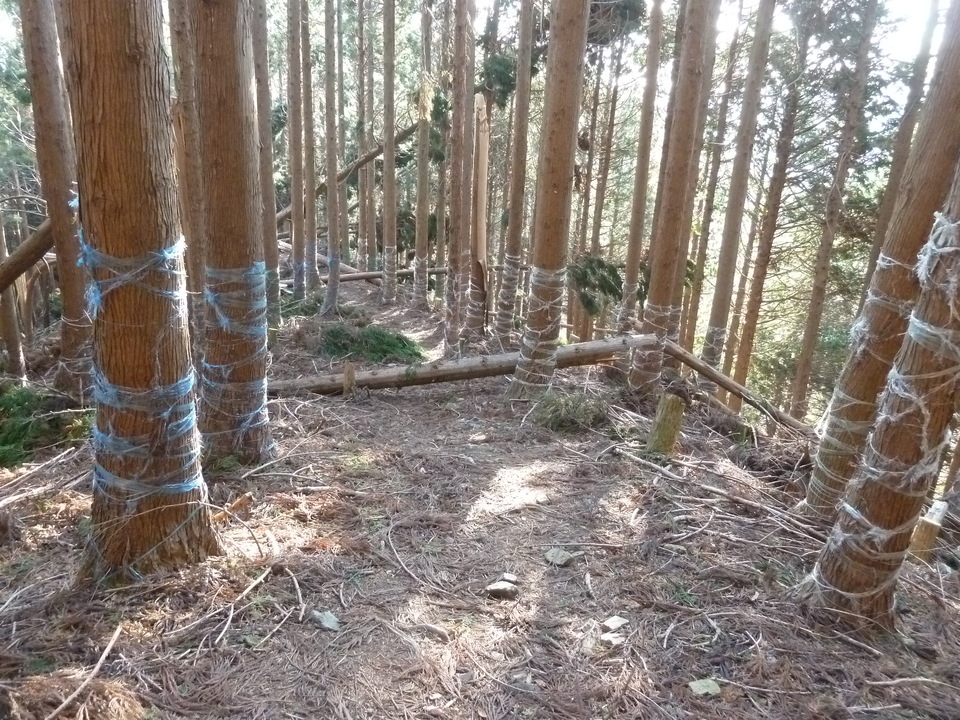 P1190880_mid.jpg