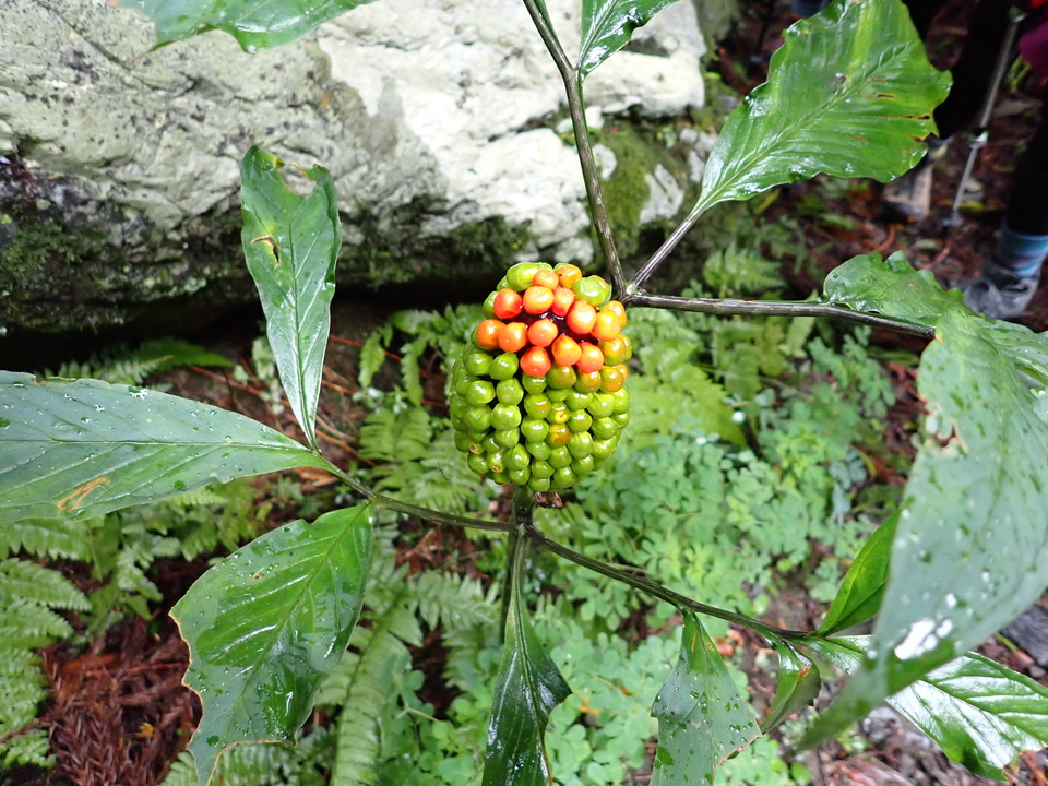 PA131532_mid.jpg