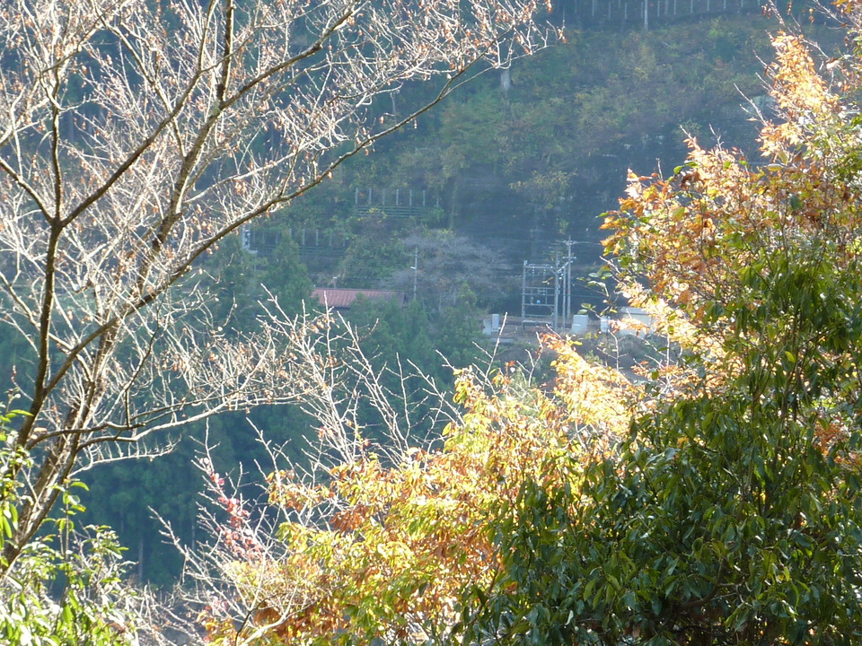 P1010364_mid.jpg