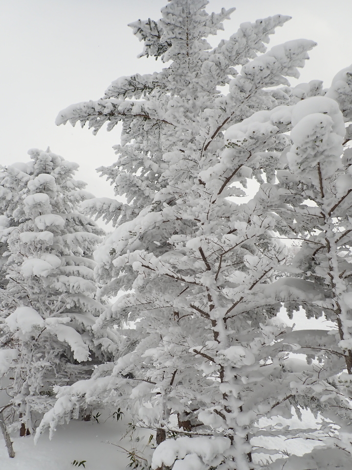 P1099473_mid.jpg