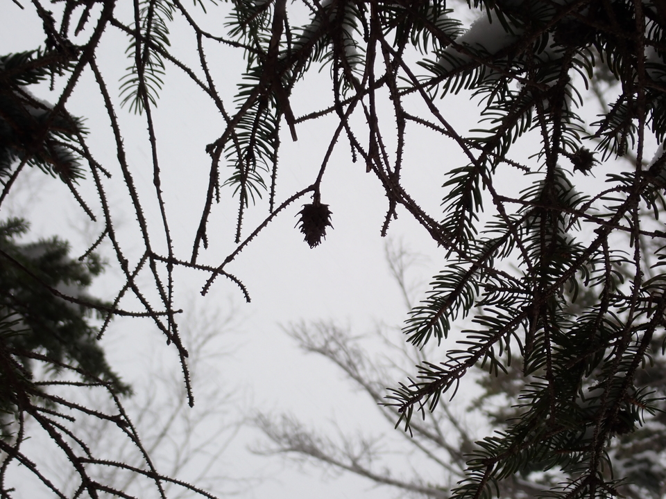 P3160045_mid.jpg