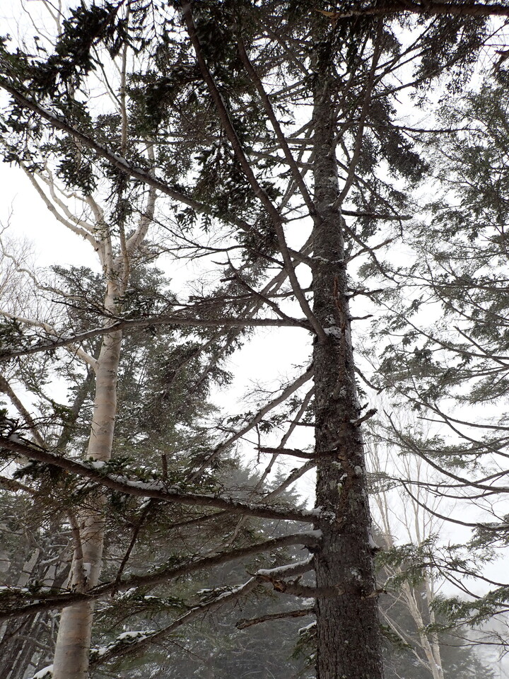 P3160048_mid.jpg