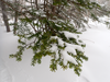 P3160053_thumb.png