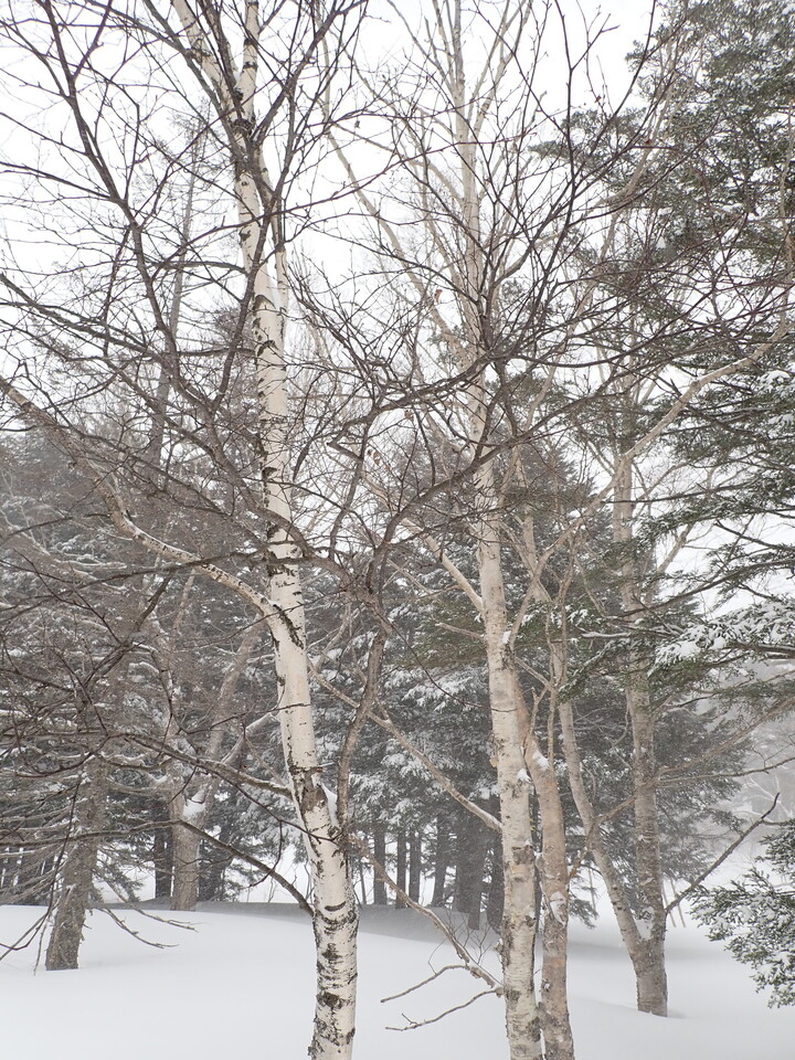 P3160069_mid.jpg