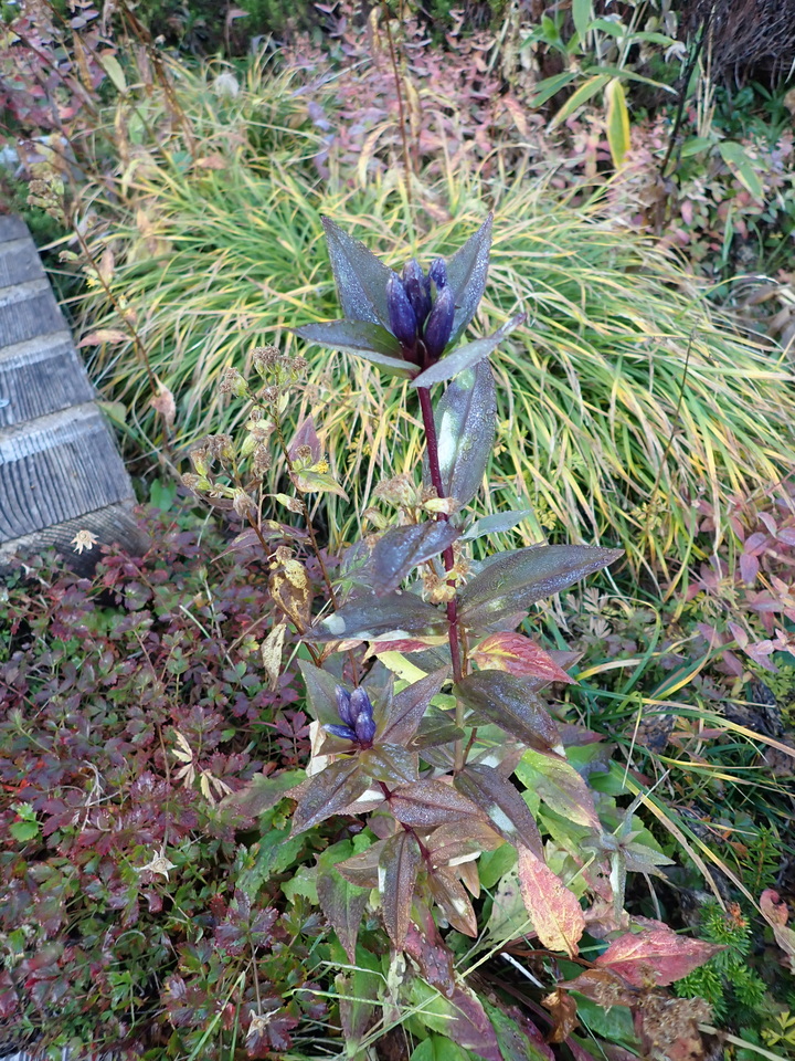 P9203908_mid.jpg