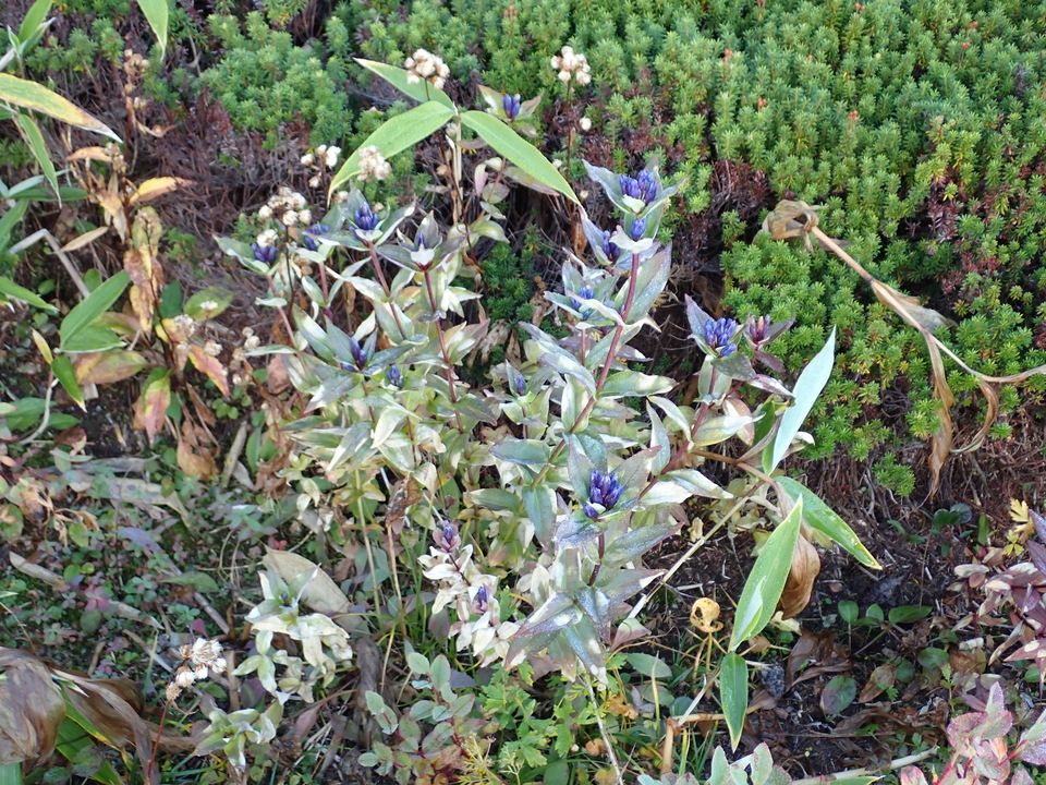 P9203910_mid.jpg