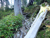 P9203967_thumb.png