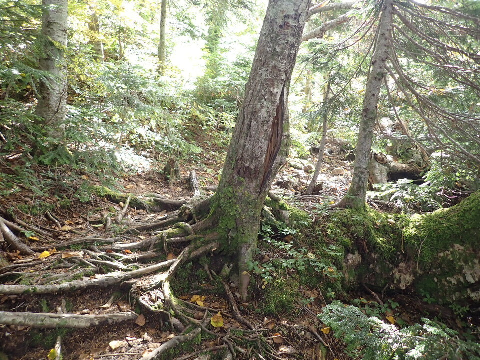 P9204100_mid.jpg
