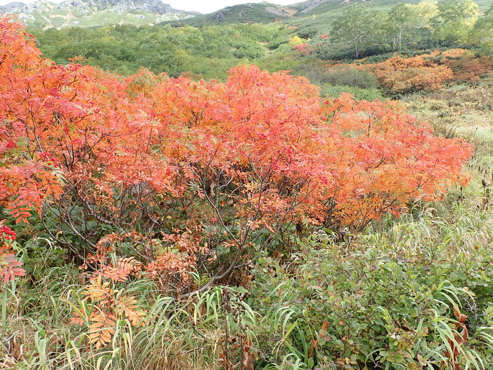 P9204134_mid.jpg