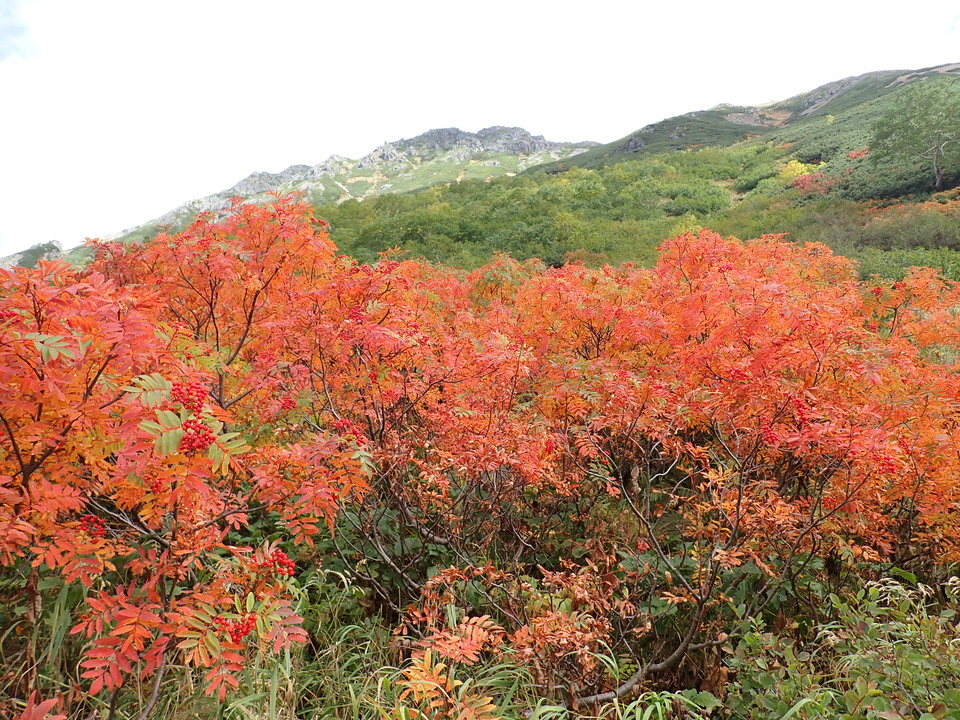 P9204135_mid.jpg
