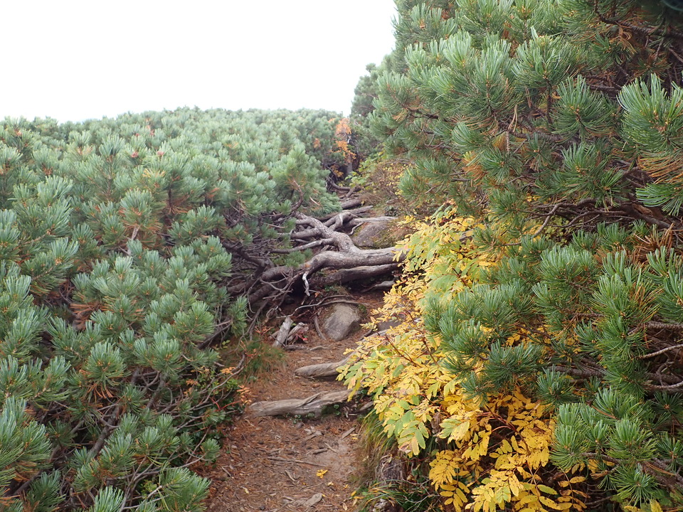 P9204394_mid.jpg