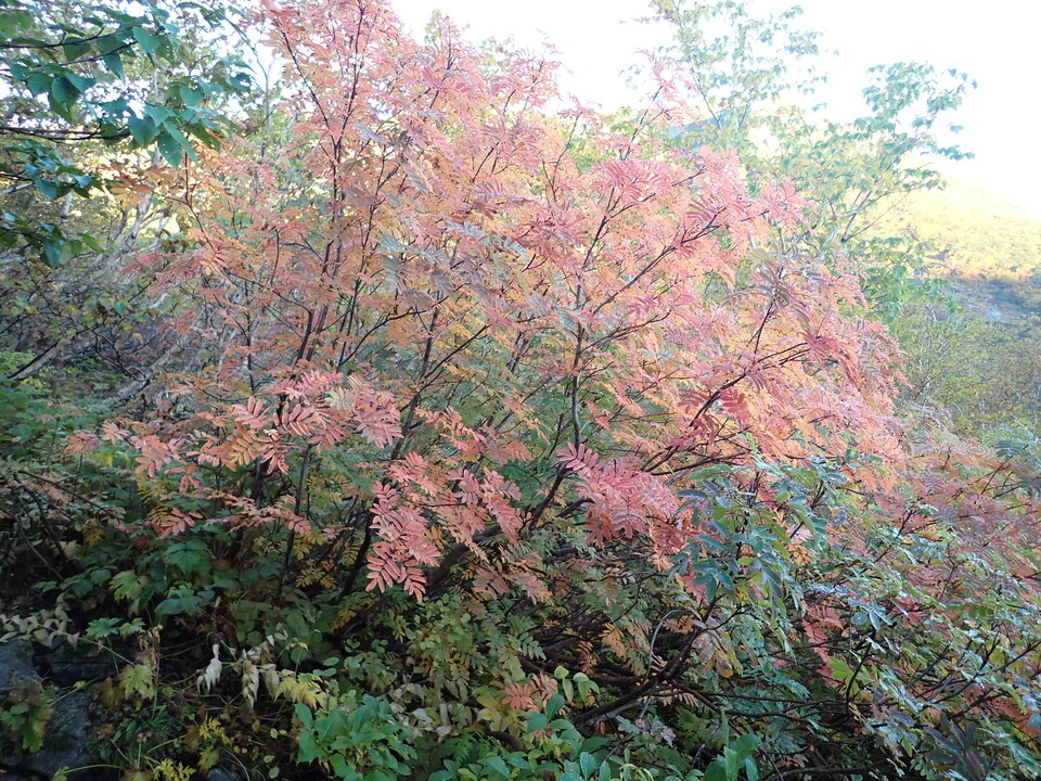P9214561_mid.jpg
