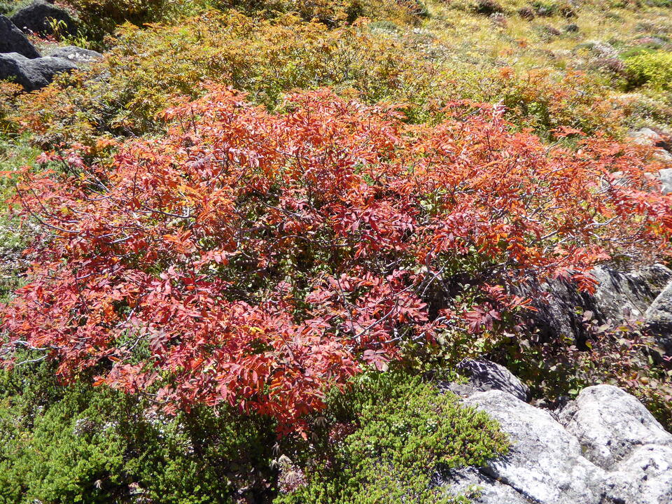P1030157_mid.jpg