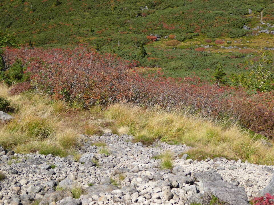 P1030209_mid.jpg