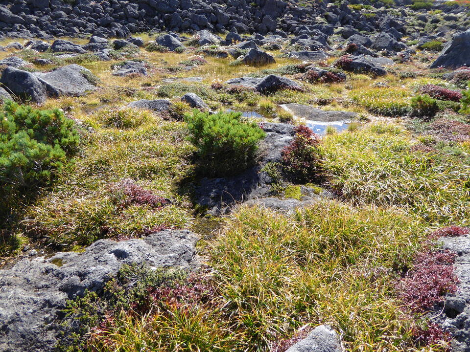 P1030270_mid.jpg
