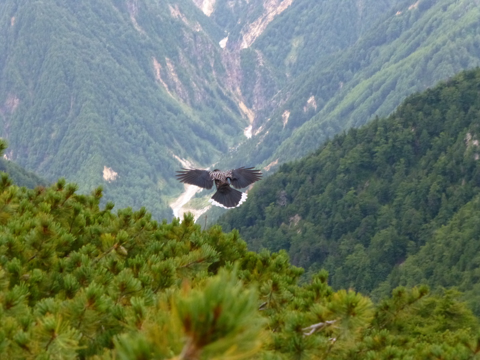 P1100584_mid.jpg