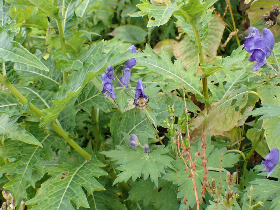 P9010356_mid.jpg