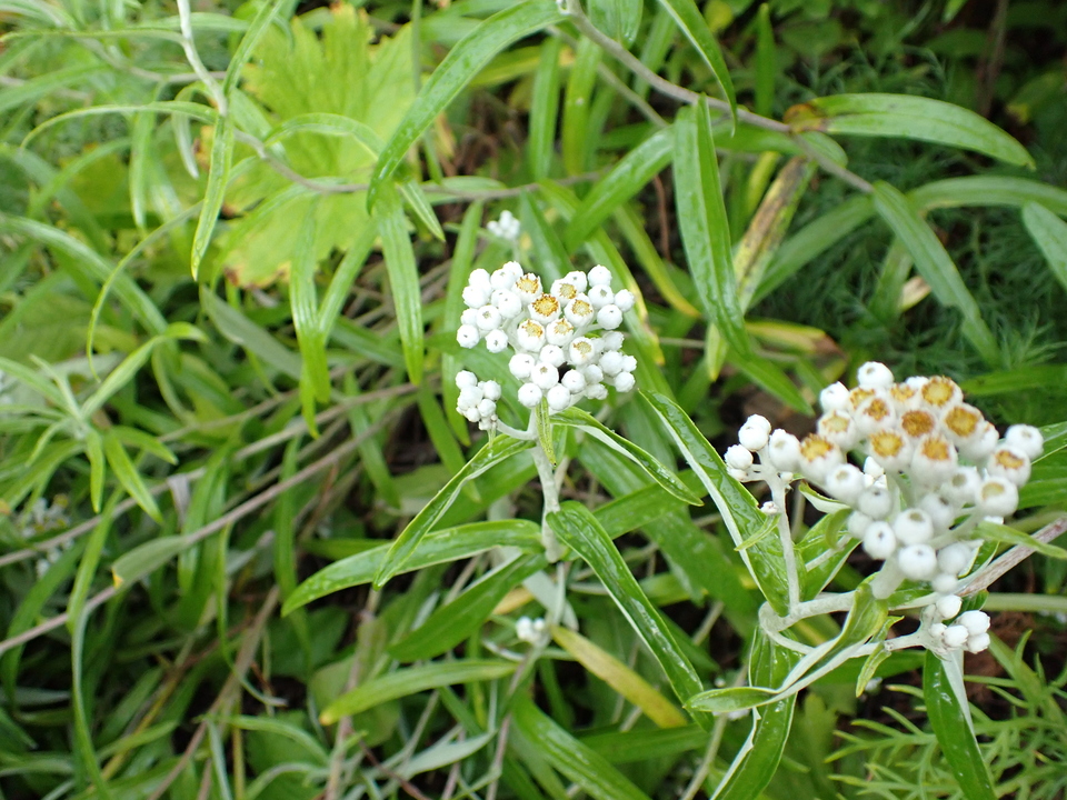 P9020418_mid.jpg