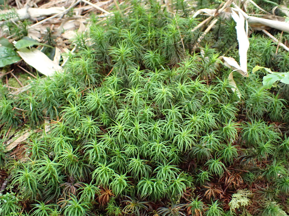 P9020448_mid.jpg