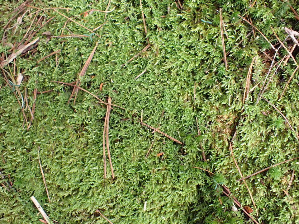 P9020449_mid.jpg