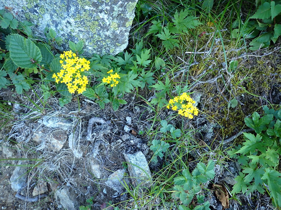 P8115839_mid.jpg