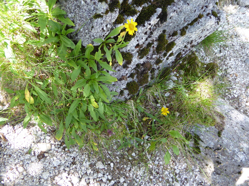 P1050290_mid.jpg