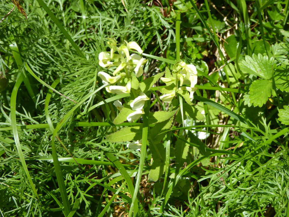 P1050298_mid.jpg