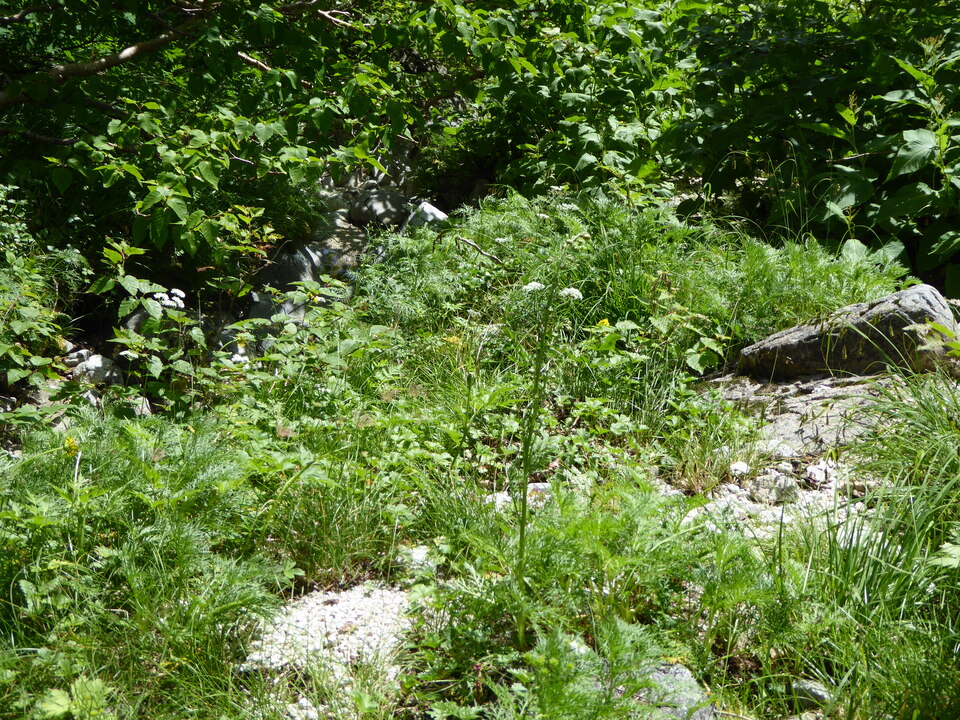 P1050302_mid.jpg