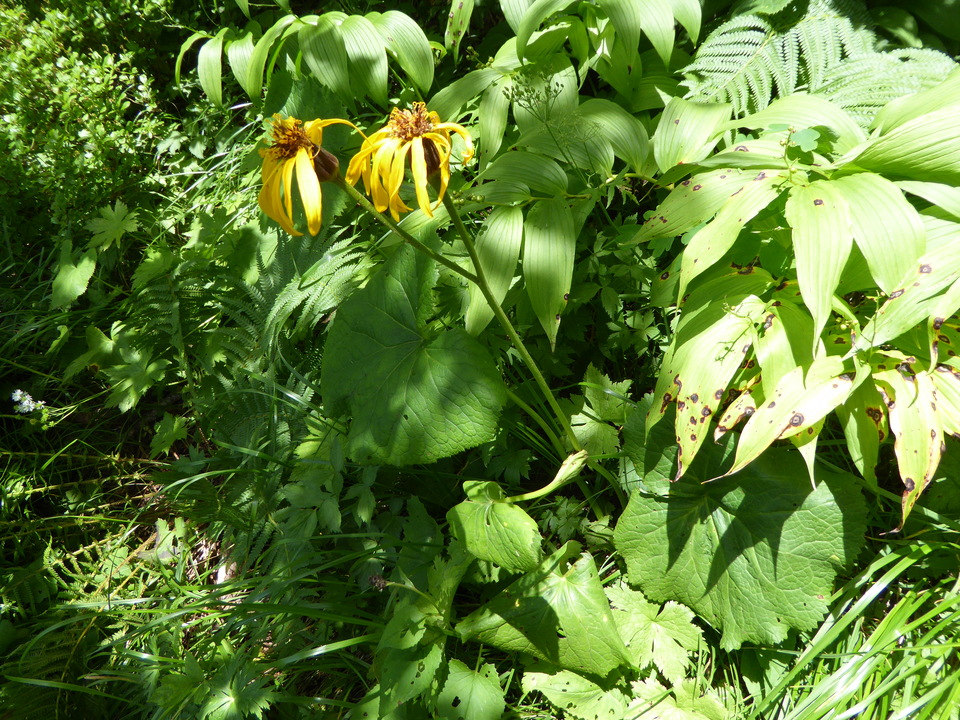 P1050312_mid.jpg