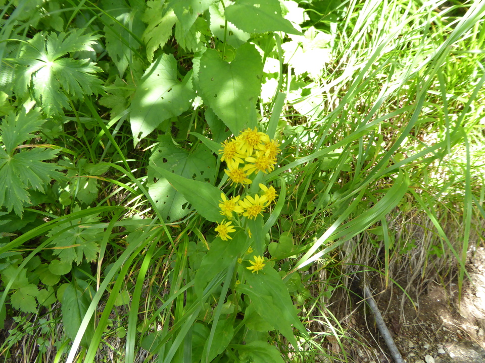 P1050313_mid.jpg
