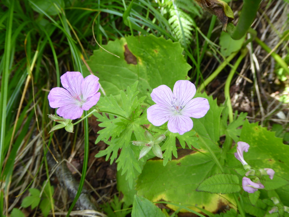 P1050316_mid.jpg