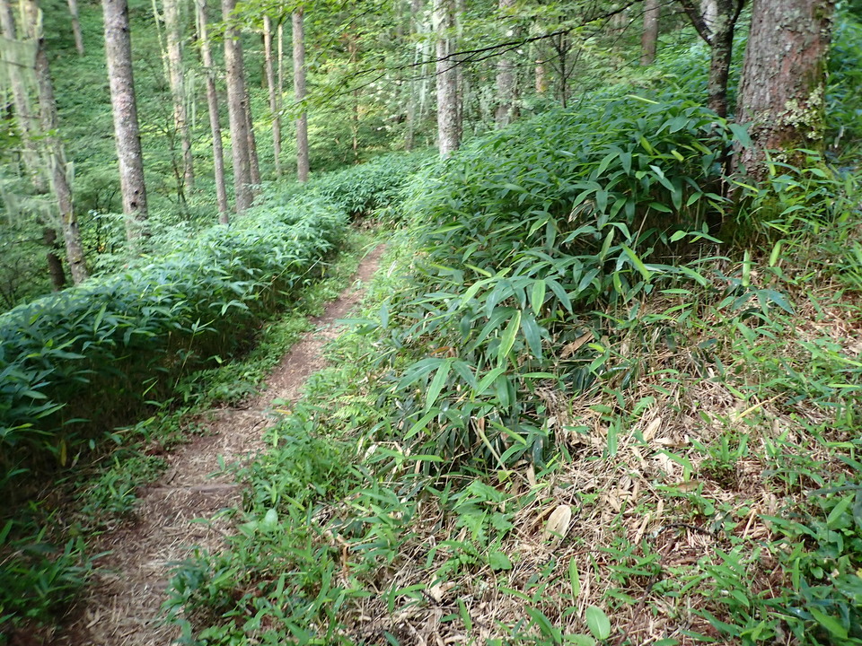 P8119072_mid.jpg