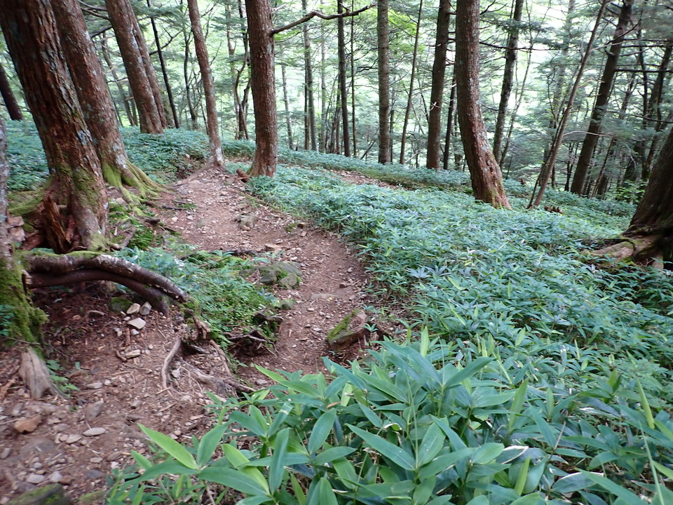 P8119088_mid.jpg