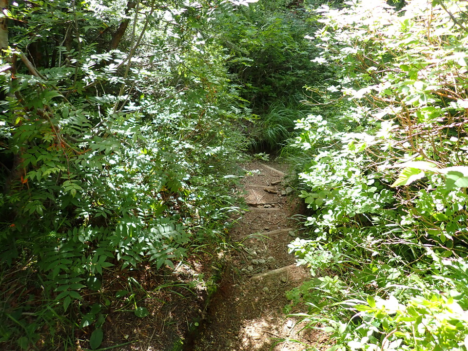 P8119203_mid.jpg