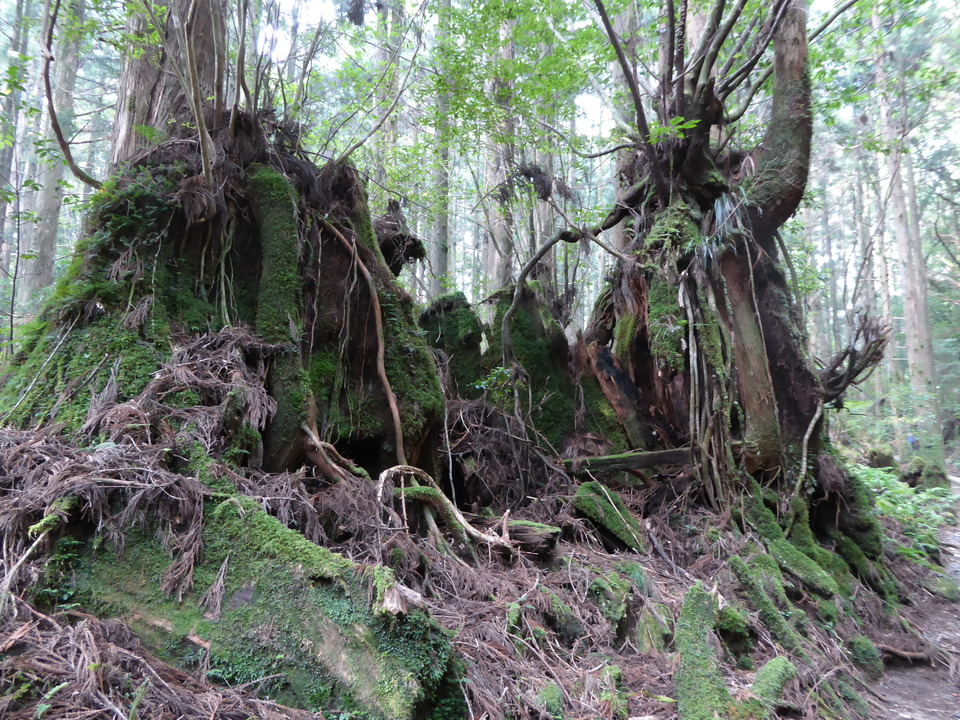 P1030045_mid.jpg