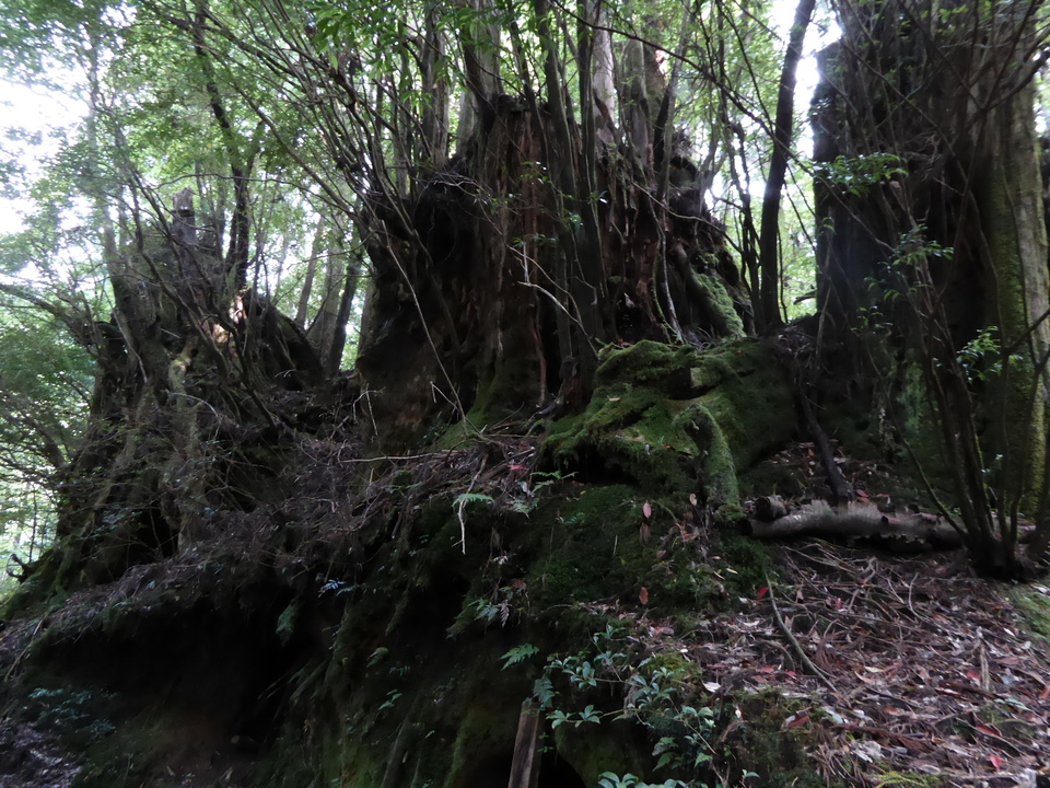 P1030046_mid.jpg