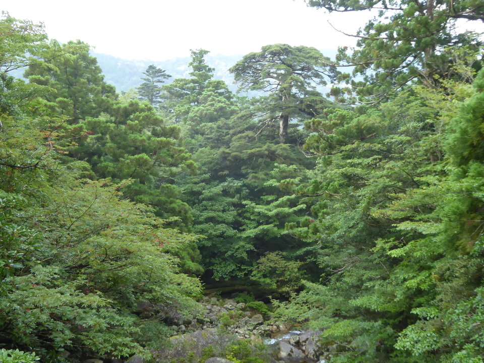 P1030054_mid.jpg