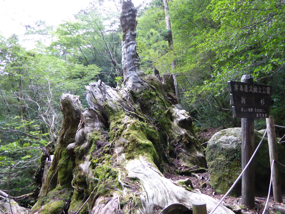 P1030082_mid.jpg
